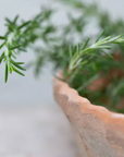 Terracotta Planter with a Pie Crust Rim