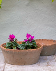 Terracotta Planter with purple flowers and Pie Crust Rim