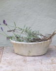 Whitestone terracotta planter with pie crust rim.