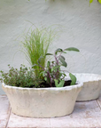 Whitestone terracotta planter with pie crust rim.
