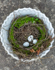 Whitestone terracotta planter with pie crust rim with nest inside.