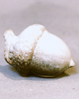 Ivy Keepsake Acorn