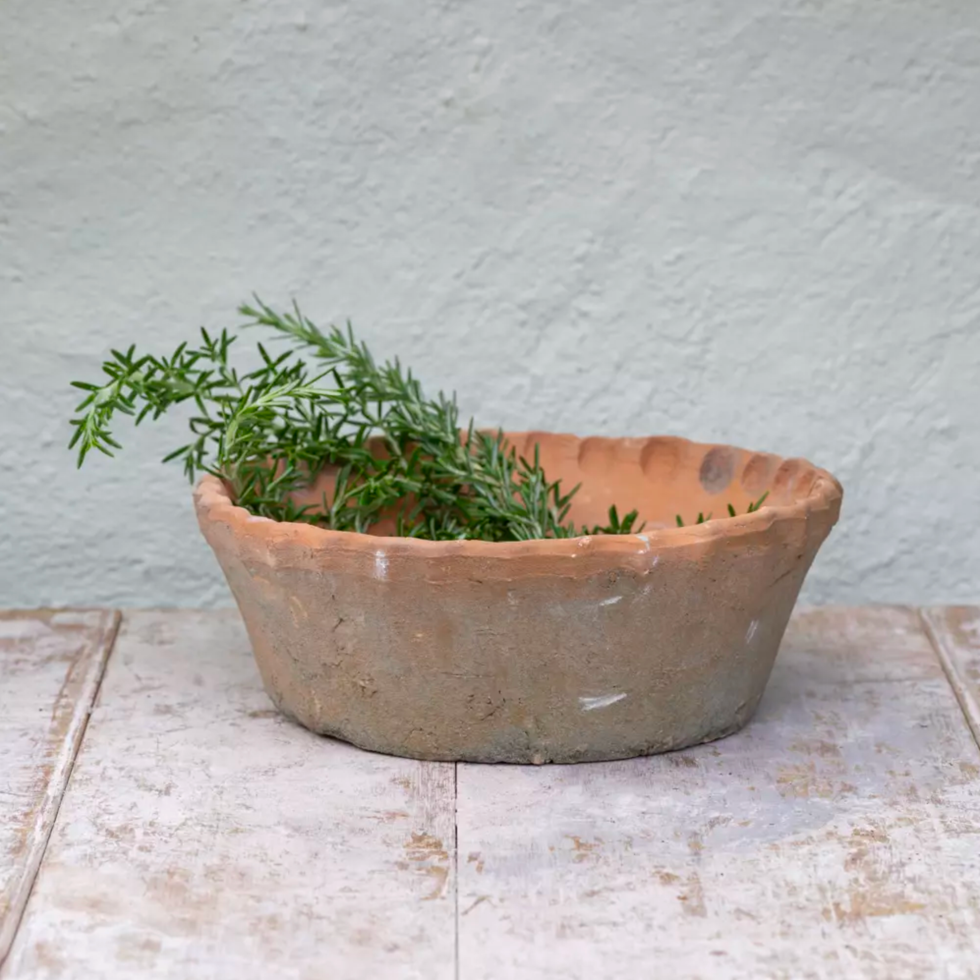Terracotta Planter with rosemary and a  Pie Crust Rim 