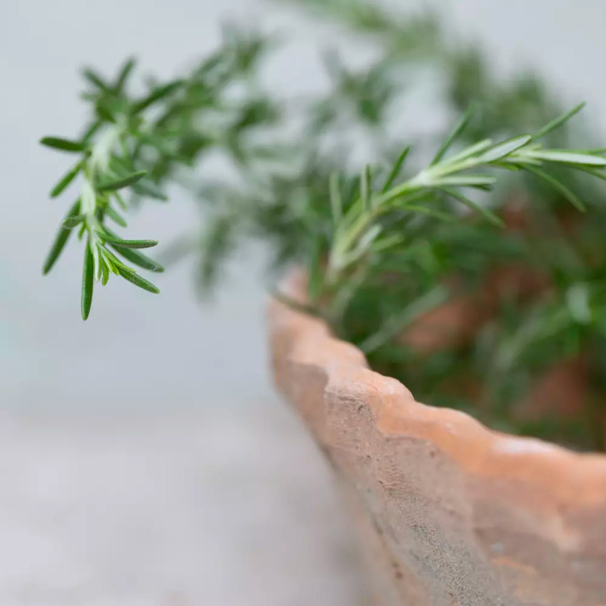 Terracotta Planter with a Pie Crust Rim 