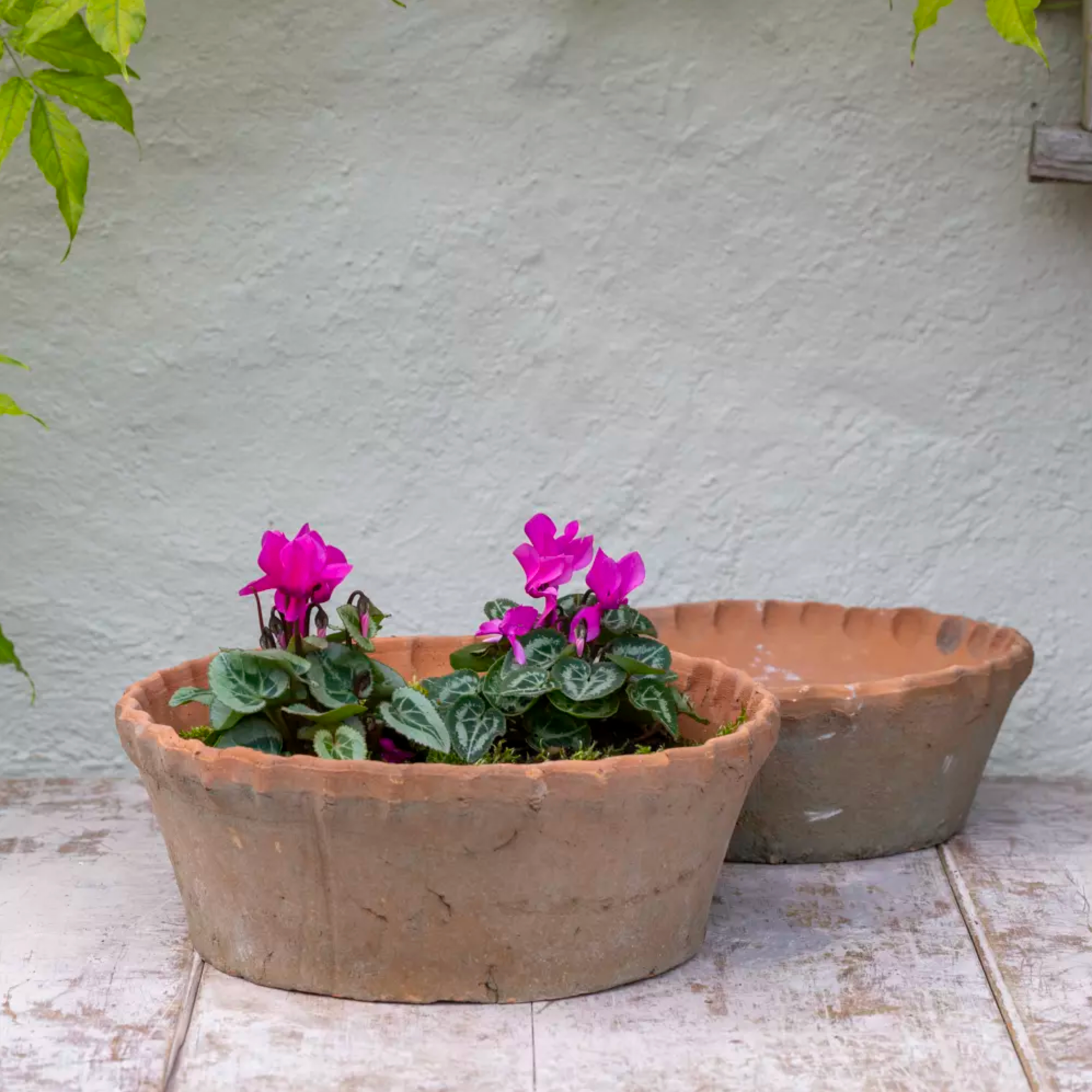 Terracotta Planter with purple flowers and Pie Crust Rim 