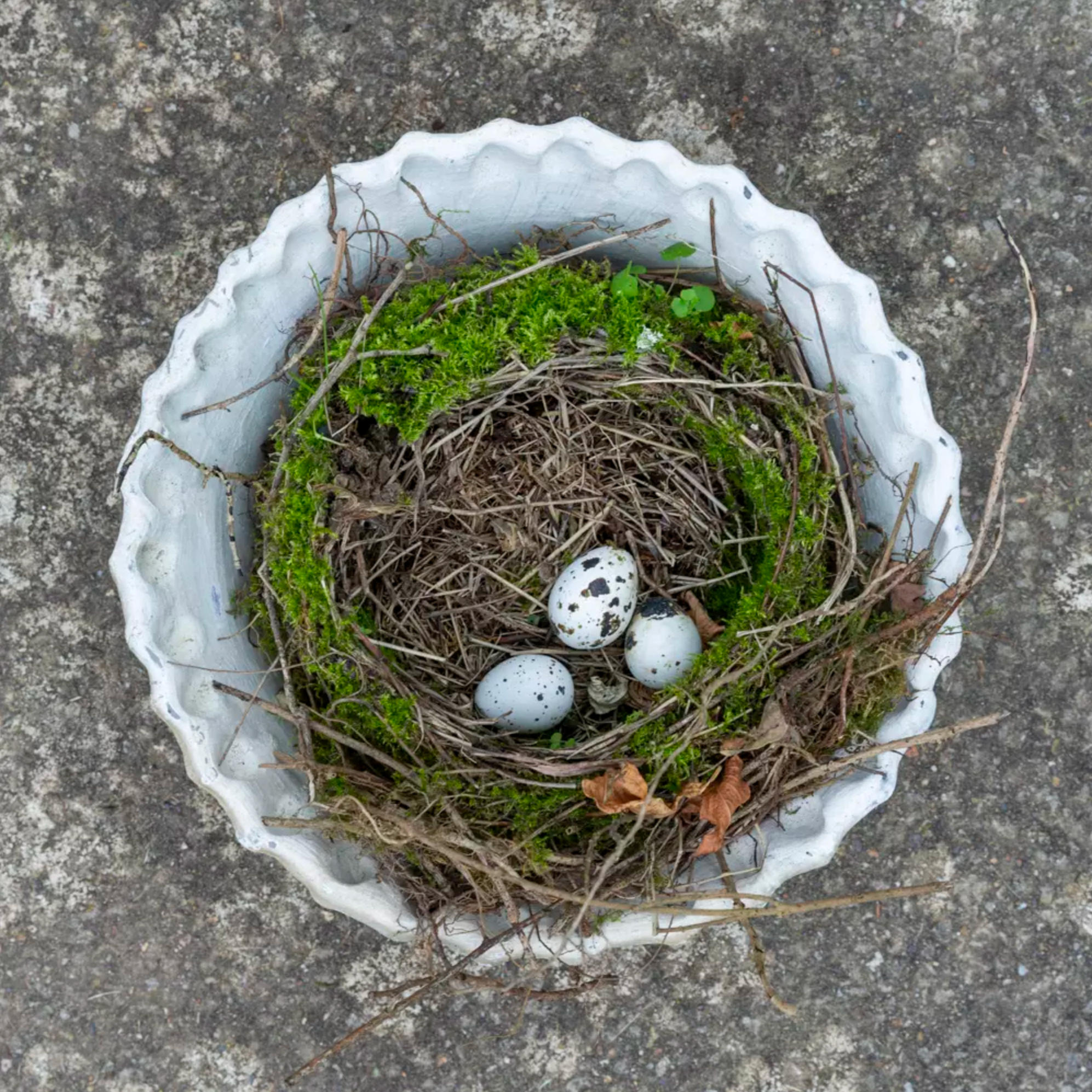 Whitestone terracotta planter with pie crust rim with nest inside.