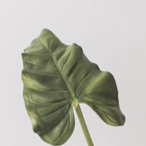 Calla Leaf